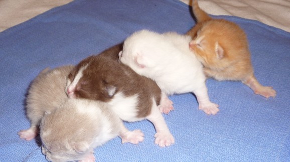  les 4 chatons